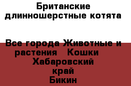 Британские длинношерстные котята - Все города Животные и растения » Кошки   . Хабаровский край,Бикин г.